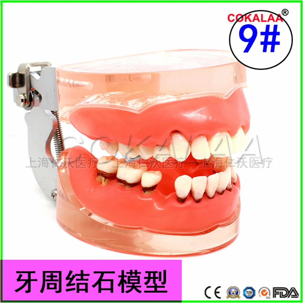 Модель зубного протеза хорошего качества для общения с врачом и пациентом модель