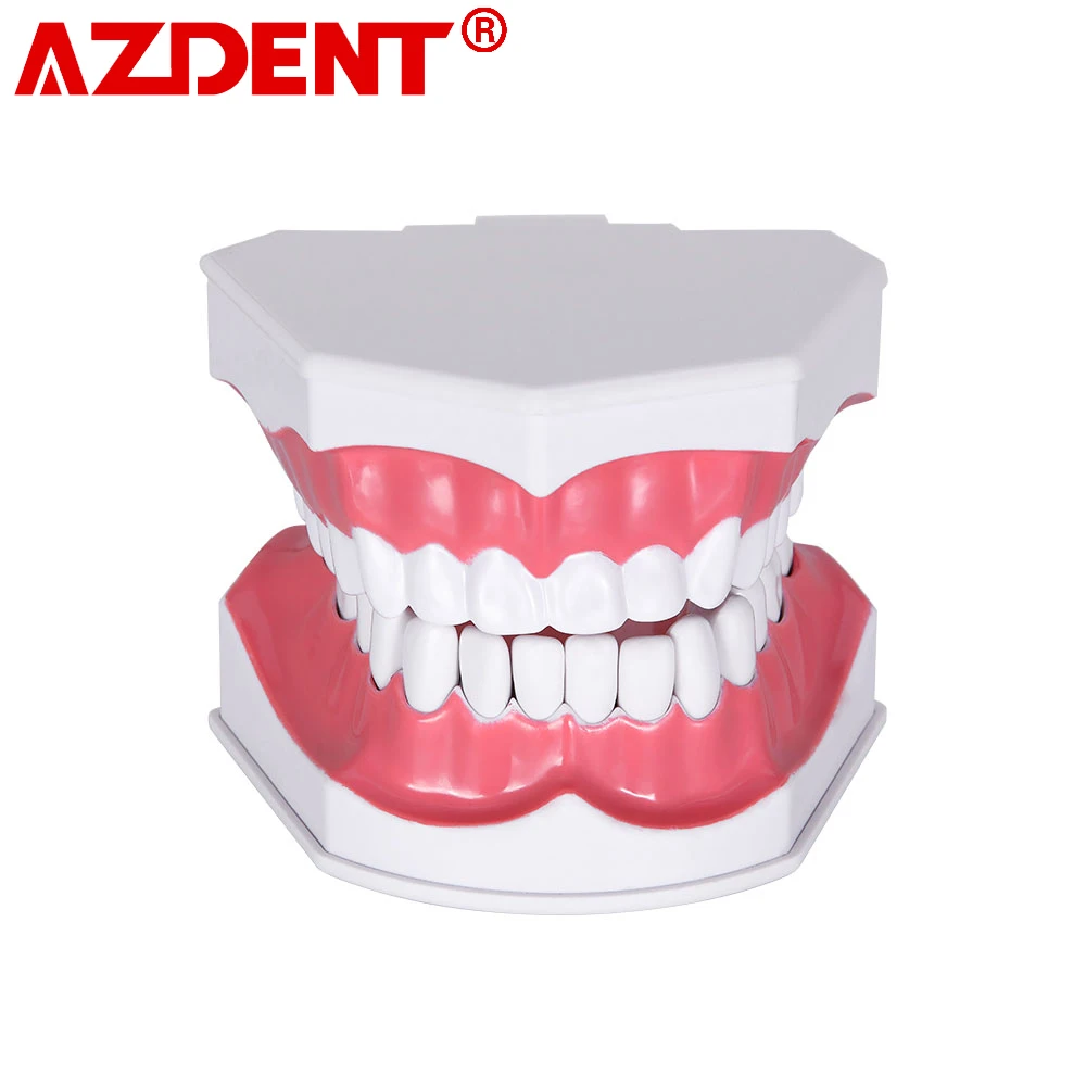 Стоматологическая модель зубов 1: 2 зуба большой школьное оборудование для