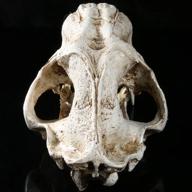 

[MGT] 1:1 American Ancient Animals Saber Tooth Cat Tiger Skull Sabertooth Smilodon Fatalis Specimen Model Animal Skeleton Model