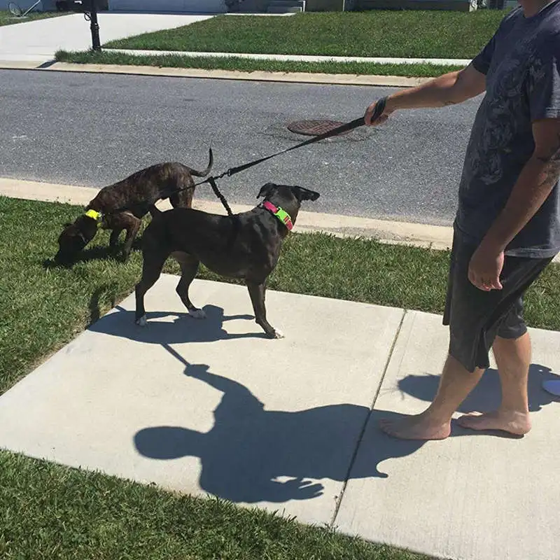 Double Dual Dog Leash No Tangle Lead With Padded Handle For Two Dogs | Дом и сад
