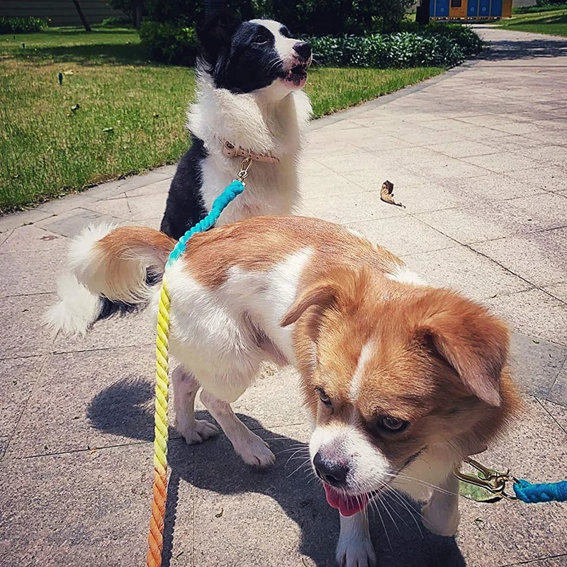 

Gradient Color Dog Half Pinch Collars Dogs Leashes Rope Metal Chain Collar Strap Pet Outdoor Walking Training Long Traction Rope