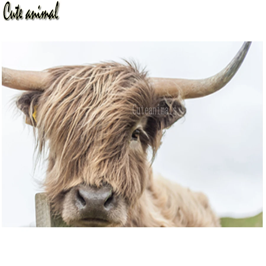 5d алмазная картина Highland крупного рогатого скота Шотландия животное Алмазная
