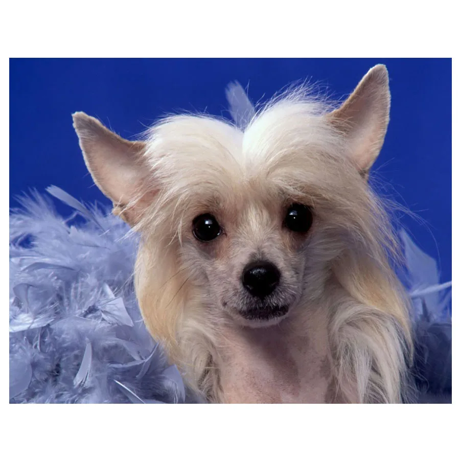 Полностью квадратная/круглая Алмазная картина DIY китайская Крестовая собака 5D