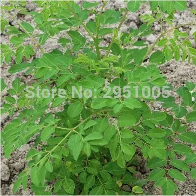 10 шт./пакет Moringa Семена Моринги, Редьки Масличной дерево моринга, съедобные голень дерево бонсай растения для дома и сада