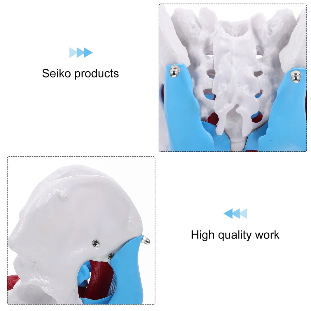 

1pc Pelvic Floor Muscle Model Pelvic Educational Model Training Supply