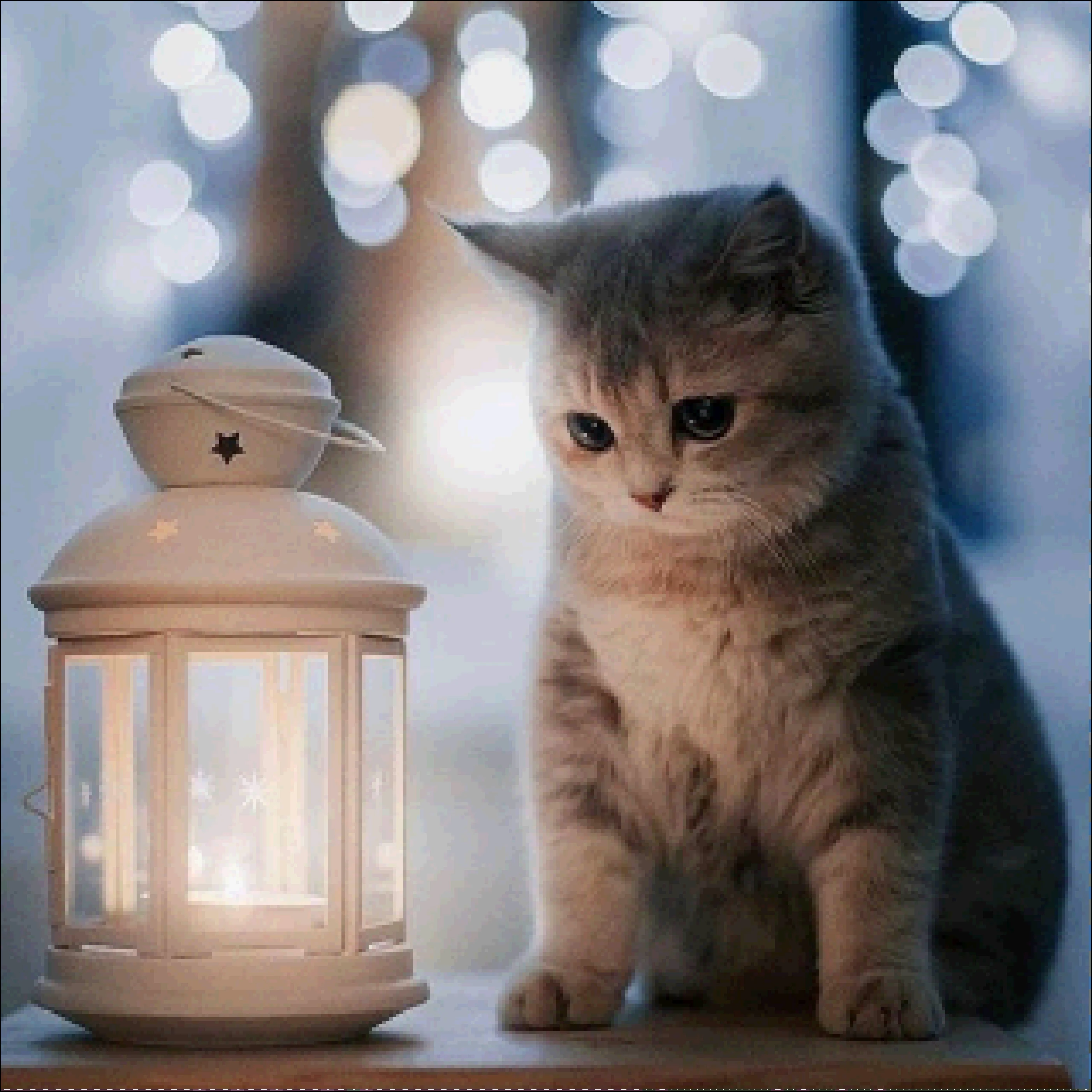 5D Сделай Сам Алмазная животное кошка вышивка крестиком мозаика Алмазный