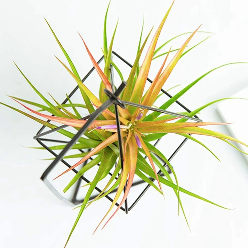 

2Pcs Air Plant Holder, Air Plant Terrarium, Air Plant Stand, Modern Style Air Plant Table Holder Four Side Bracket