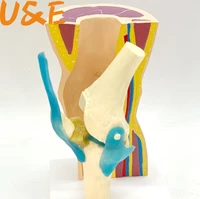 human knee anatomy bone skeleton medical teaching model toy