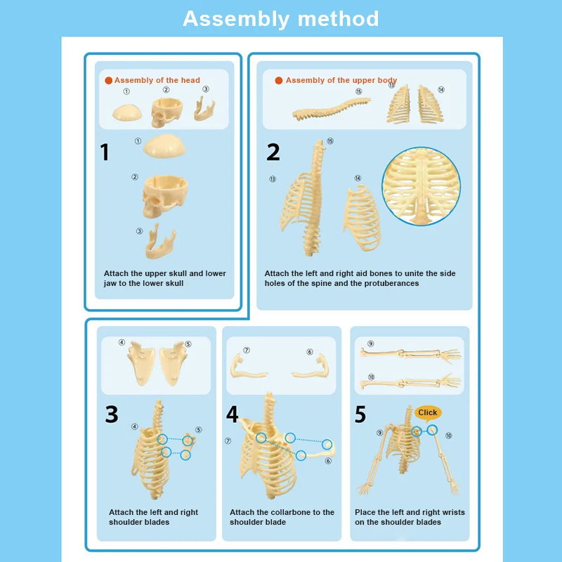 15 шт. миниатюрная модель скелет легко управляемая медицинские Обучающие ресурсы