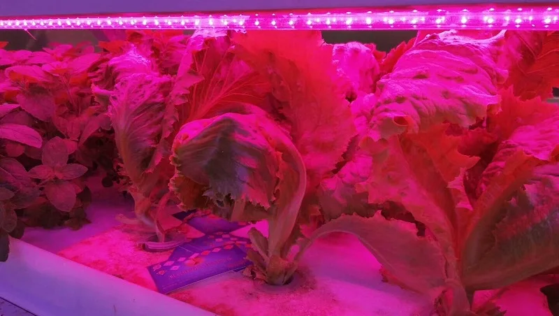 Groleds Led для растений 12 Вт 24 Вт Светодиодный светильник для выращивания полный спектр фитолампа растительный светильник полный спектр Led 110 В 220 В лампа для выращивания гидро