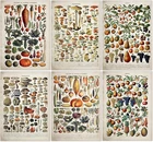 Винтажные овощи, фрукты, Фотопечать, античная настенная Художественная печать, ботаническая картина, фотобумага