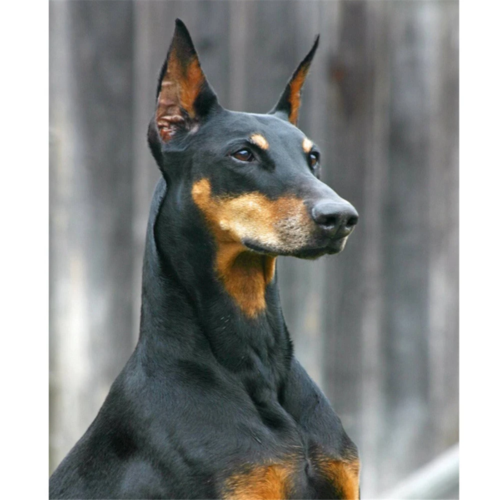 

Набор для вышивки «сделай сам», Набор для вышивки крестиком 11 карат, хлопковая нить, холст с принтом животных, собака, Doberman