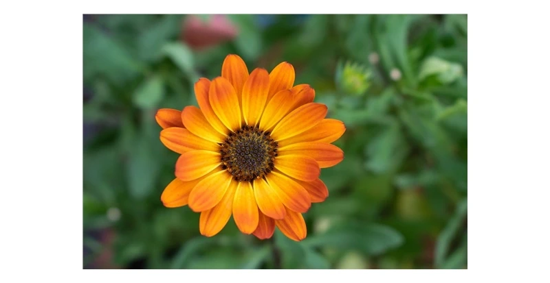Seedssun aynсобой SAFA BLOSSOM*(Календула офисная