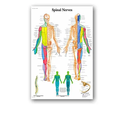 Рефлексотерапия ног акуточечная схема анатомия Искусство Холст Картина