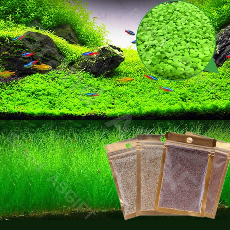 6 видов аквариумных растений водная трава гемиантус каллитрихоиды газон ковер