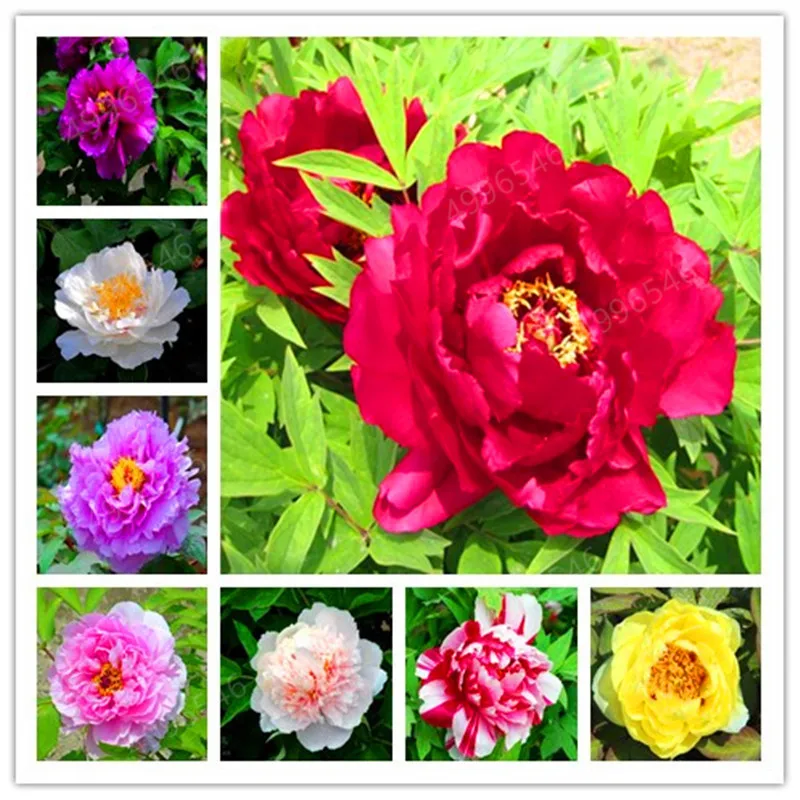 10 шт. пион|Сувениры для вечеринок| |