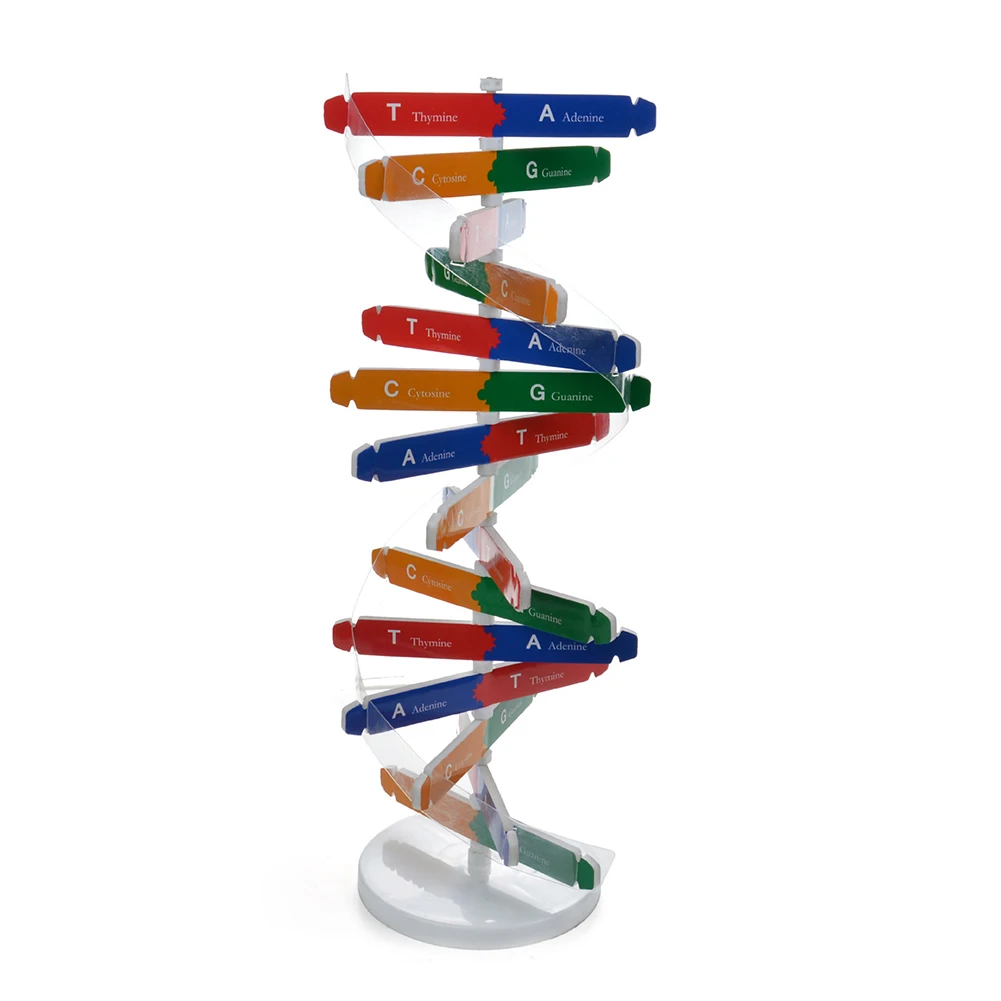 DIY DNA модель научный биологический эксперимент детская сборка обучающая игрушка