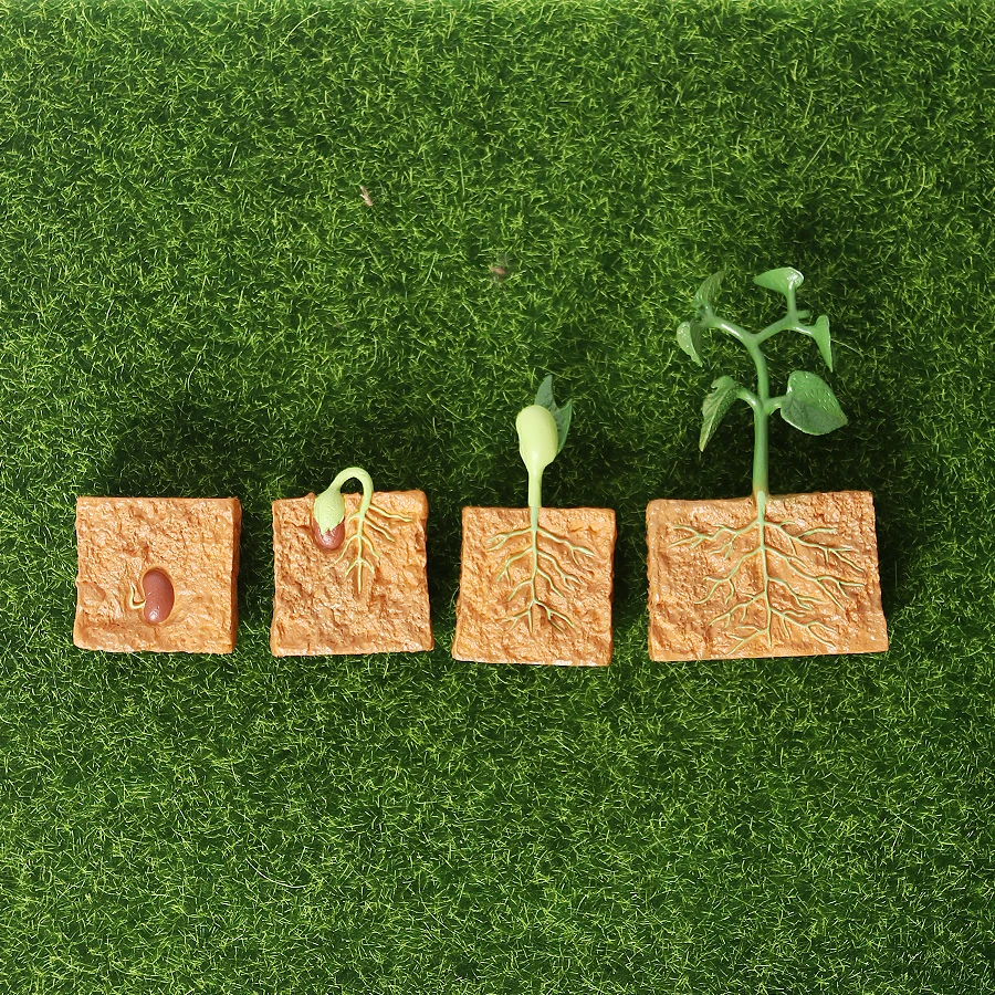 

Simulation Life Cycle of a Green Bean Plant Growth Cycle Model Action Figures Collection Science Educational Toys for Children