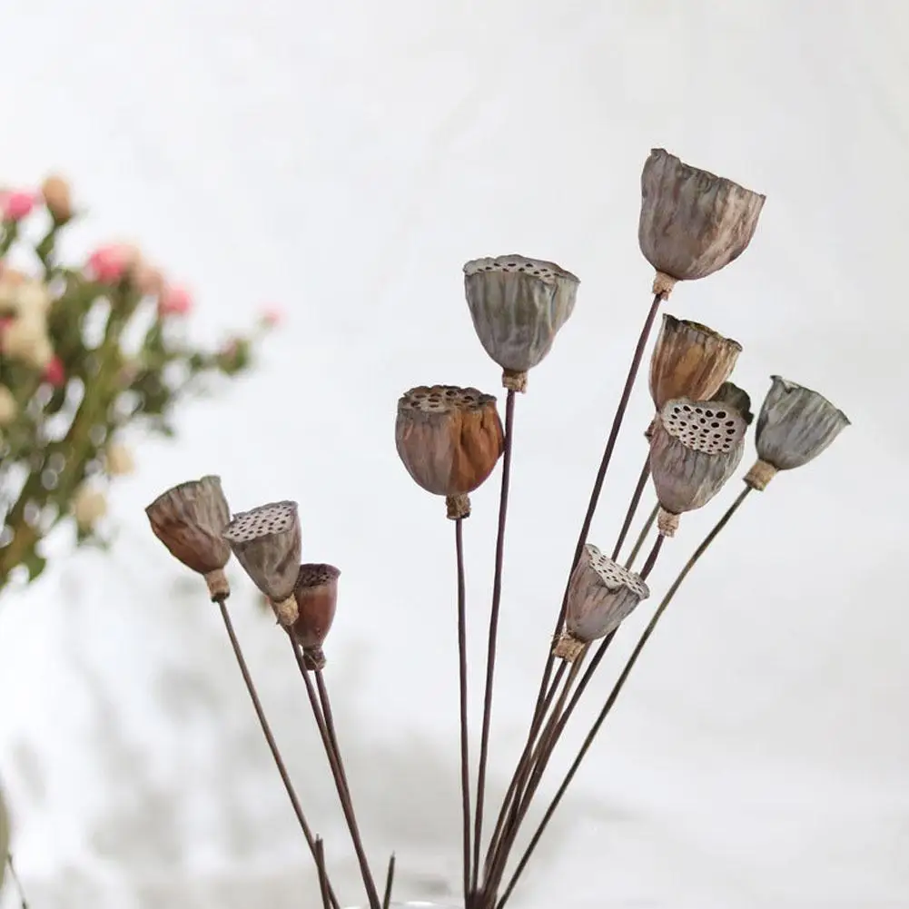 5 шт. натуральный сушеный цветок лотоса украшение для свадебной вечеринки