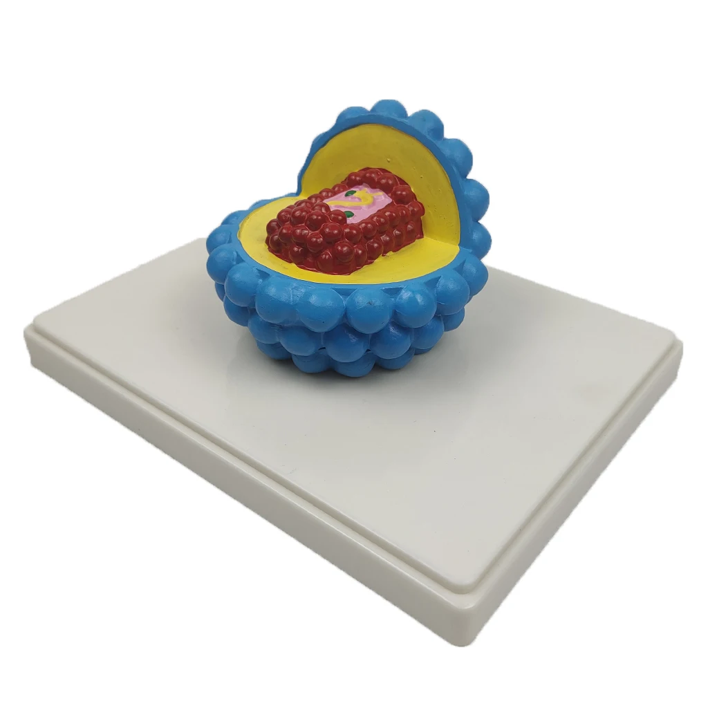 

Детский обучающий образец, модель, инструмент для обучения биологическим экспериментам с ВИЧ/СПИДом