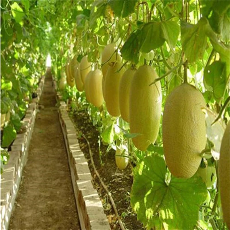 

30Pcs Rare Super sweet Cantaloupe Melon Seeds Incense Organic Heirloom Fruit delicious Hami Melon Incense H70-K