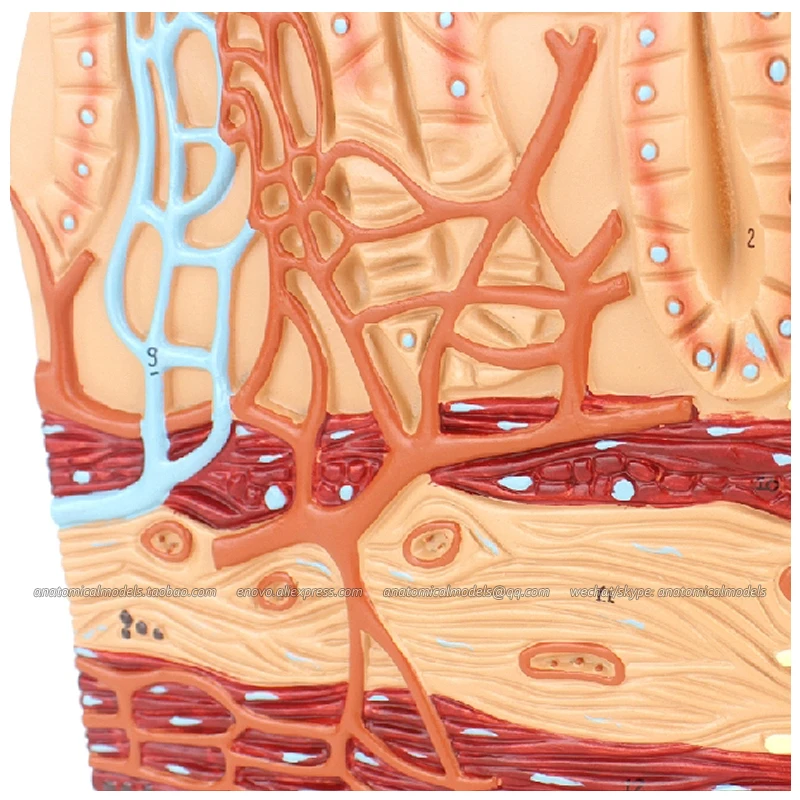 

12556 / Science Anatomy Human Small Intestinal Villi Model,Medical Science Educational Teaching Anatomical Models
