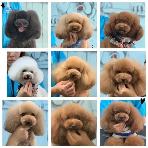 8 дюймов pet Парикмахерские ножницы набор розовый набор высокого класса ножницы для домашних животных