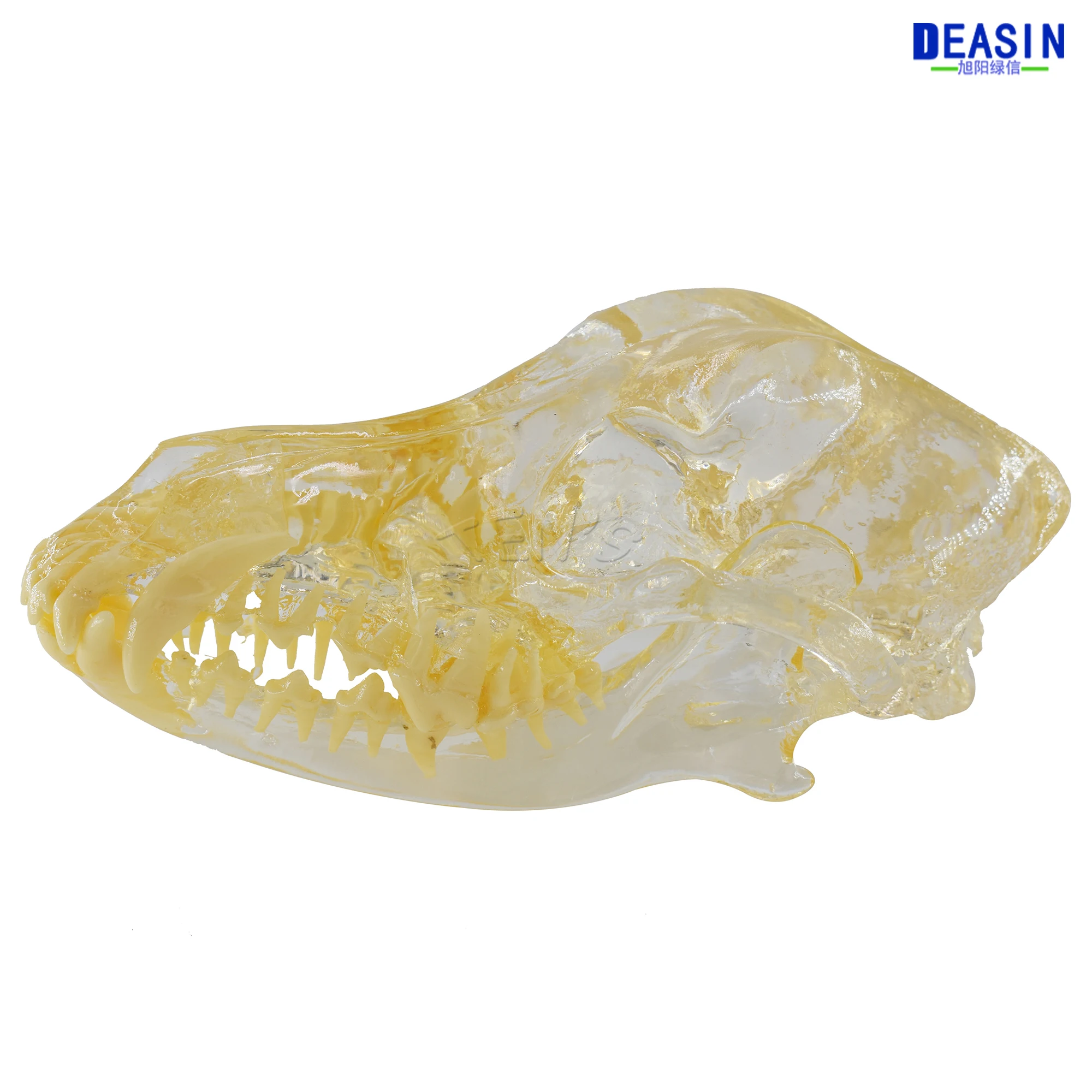 Модель зубов для собак 2017 Череп кость прозрачный раствор строгальный обучающий