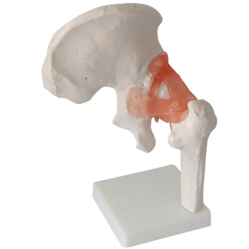Модель человека в масштабе 1:1 телескопическая телескопическая| |