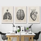Европейская Анатомия человека, плакаты и принты мозга легких и сердца, картина для больницы, настенная Картина на холсте, искусство для украшения гостиной