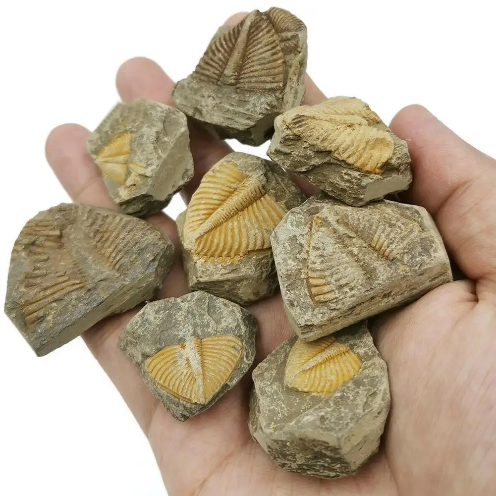 

Natural Fossil Trilobite Tail Animal Coral Trilobite Insect Specimen Science Stone Science Crown Collection Teaching Tail