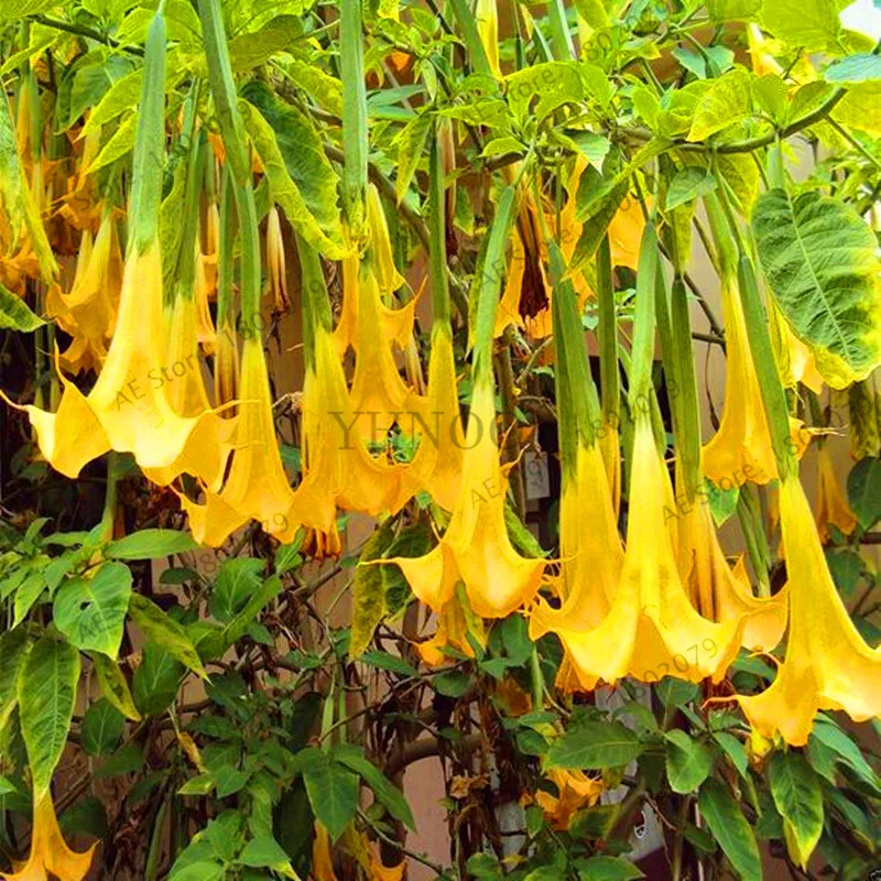 15 Свежий 100 шт редкий Datura бонсай бругмансия Suaveolens фламенко Красивая Мандала Цветок садовый многолетник Горшечное растение - Цвет: 15