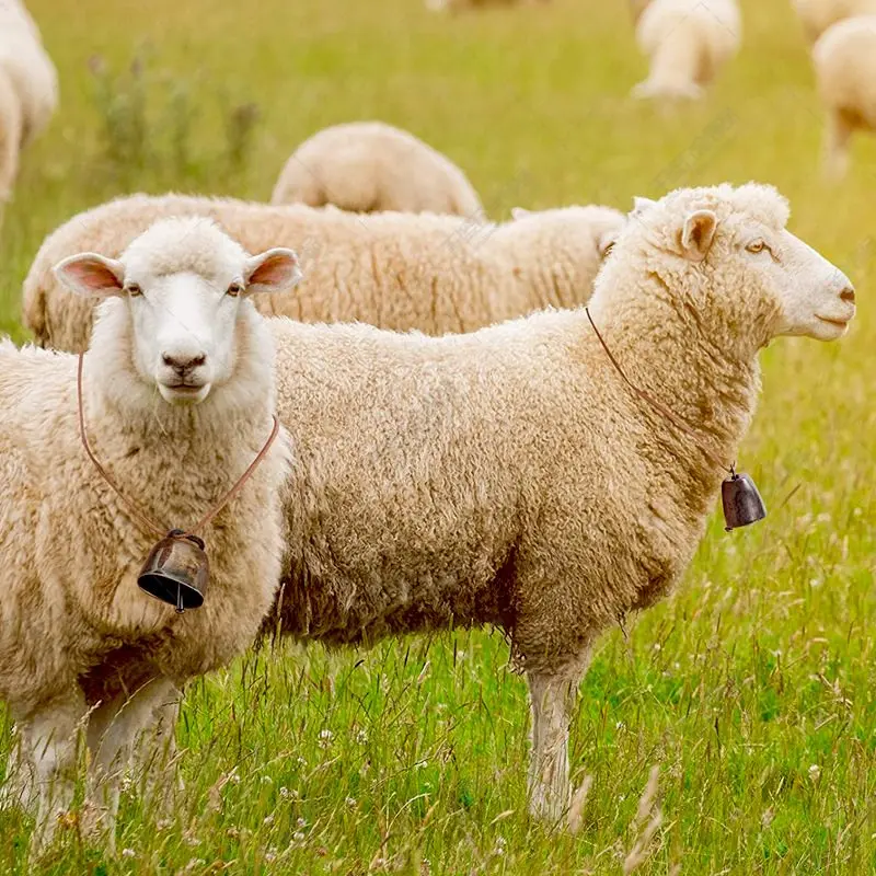 

Новые металлические колокольчики для кошек, собак и домашних животных украшение колокольчики вешалки металлические колокольчики громкий ...