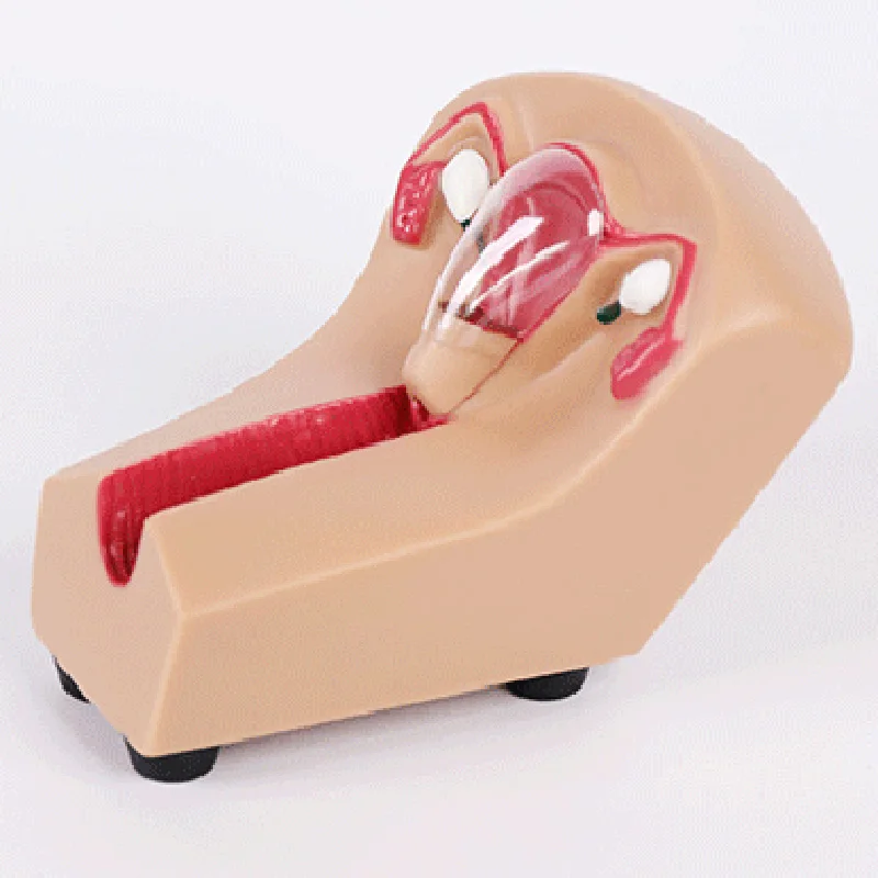 Шиньон женский ВМС внутриматочное контрацепции Учебная модель медицинские