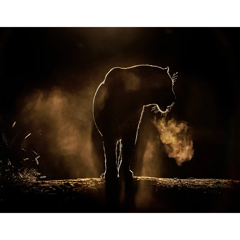 DIY картина по номерам с леопардовым принтом Животные Раскраска огонь Wall Art Холст