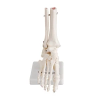 11 foot joint model foot skeleton model medical studies foot bones skeletal model foot anatomy clinic show teaching model