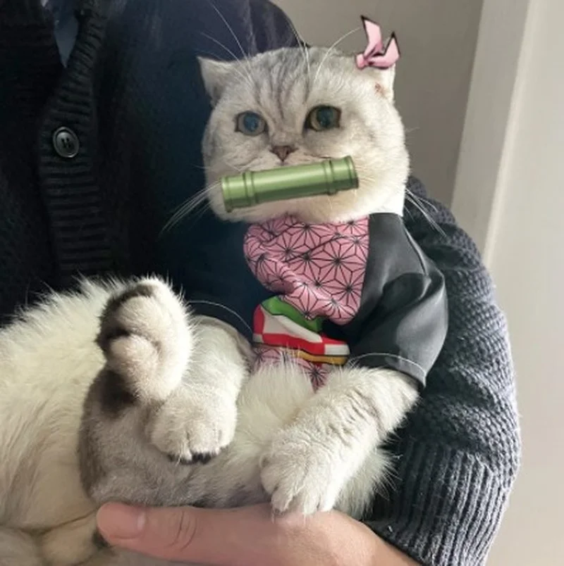 

Костюм-Кигуруми для косплея кота из аниме «рассекающий демонов»