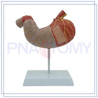 human stomach model enlarged 2 parts digestive system anatomical model human body model anatomy medical supplies and equipment
