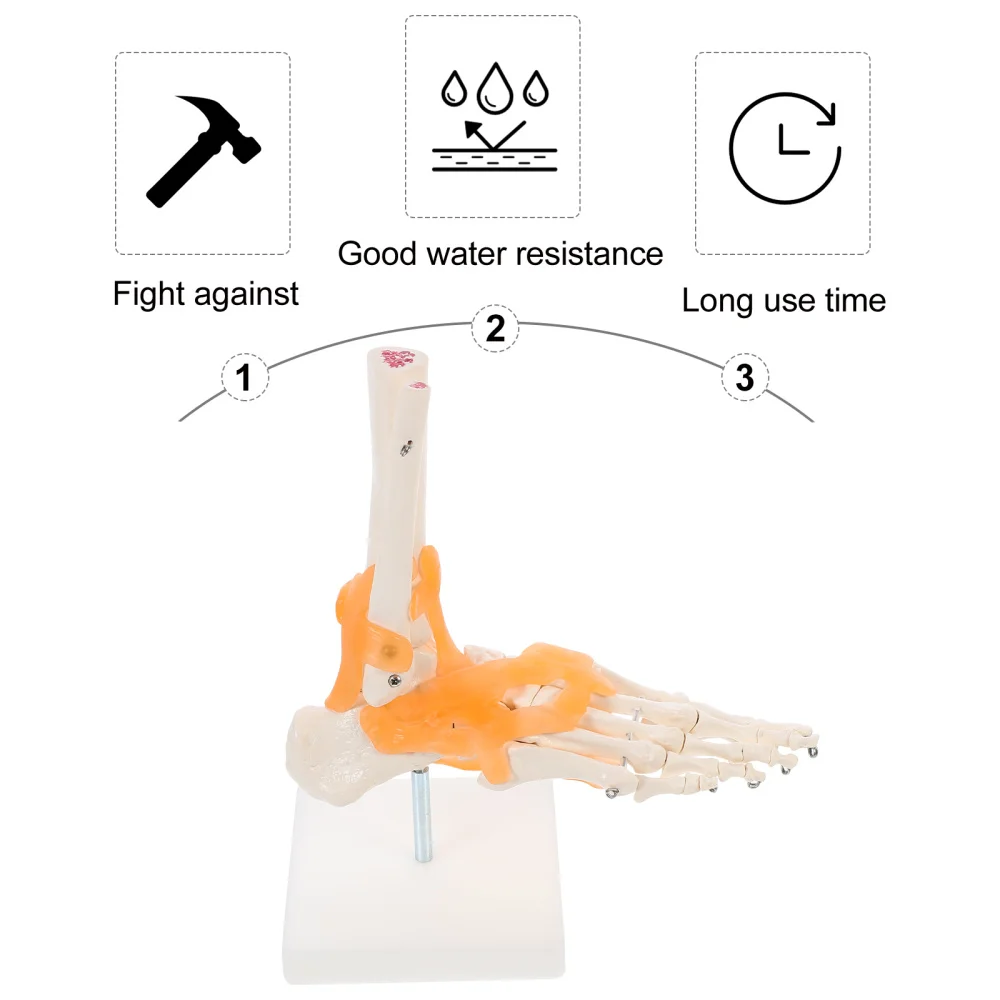 

1pc Human Foot Joint Model with Ligaments Human Foot Skeleton Model on Base