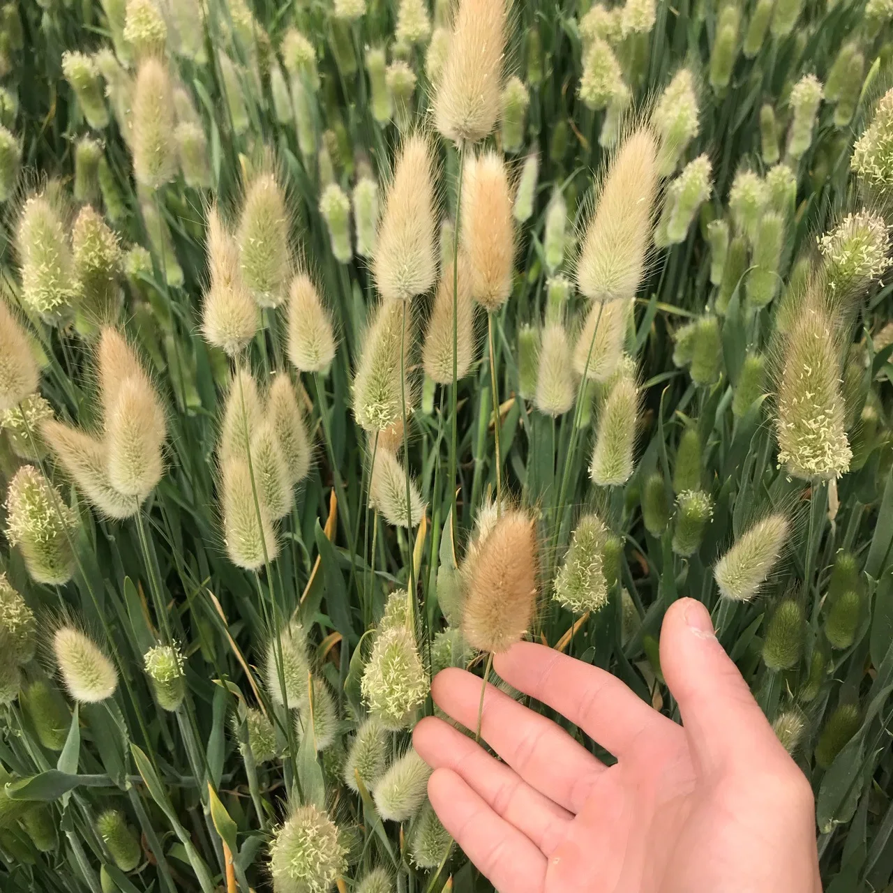 

Natural Pampas Grass Dried Flower Bouquet Home Decoration Accessories Artificial Flowers Natural Plants Floral Bunny Tail Grass
