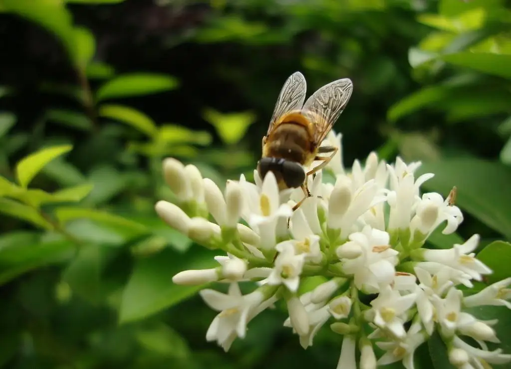 AKARZ известный бренд белый пчелиный воск чистый натуральный косметический класс