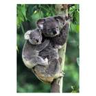 Круглая алмазная живопись 5D сделай сам, животное коала, алмазная вышивка, Набор для вышивки крестиком, ручная работа, подарок, украшение для дома