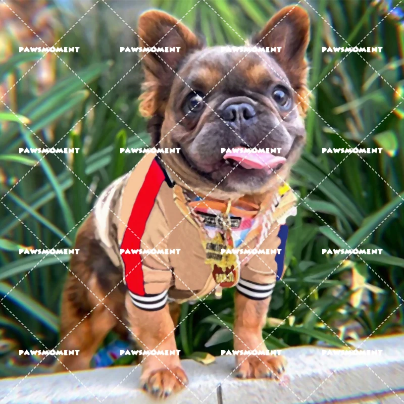 

Designer Dog Clothes Small and Medium Dog Fashion Dog Jacket Chihuahua Yorkshire French Bulldog Luxury Pet Dog Clothes C-006
