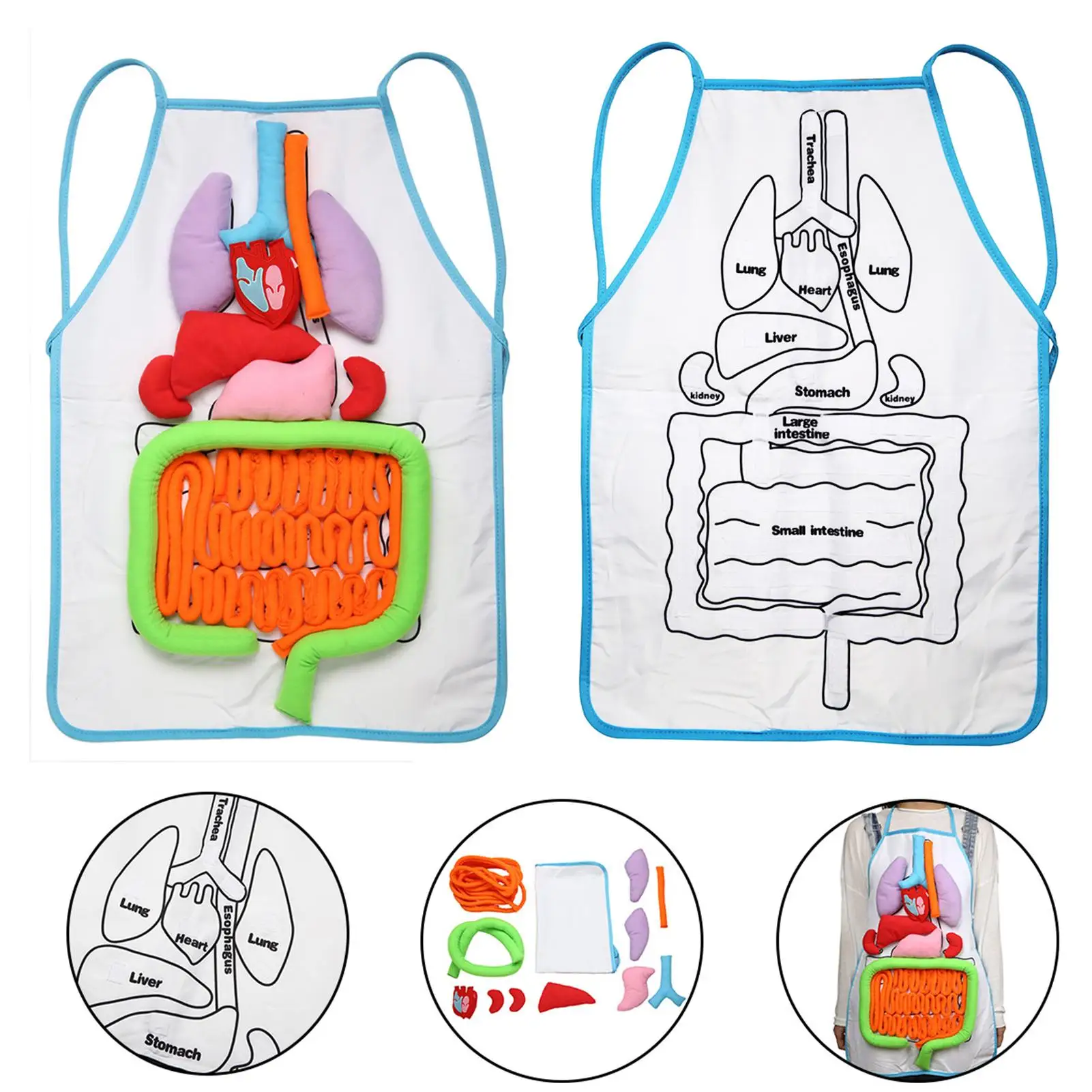 

Anatomy Apron Human Body Organ Educational Tool Children Preschool Teaching Aid