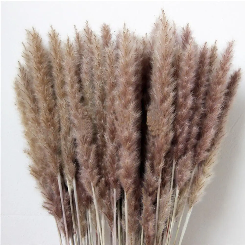 

20pcs dried pampas grass natural phragmites&reed flowers&bulrush flowers wedding flower bunch communis 2020
