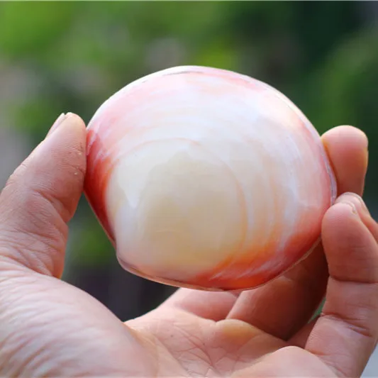 Бесплатная доставка натуральный раковины розовый моллюск гребешок девушка