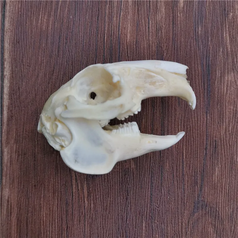 1 шт.-10 шт. черепом с натуральным кроличьим мехом Череп Коллекция образец поделки