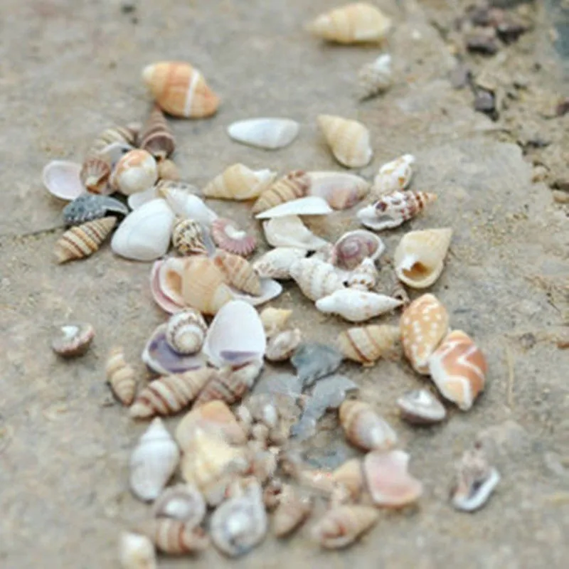 40pcs Beautiful Beach Mixed Sea Shell Real Mix Starfishes Shells Craft SeaShell Aquarium Decal Decor Crafts | Дом и сад