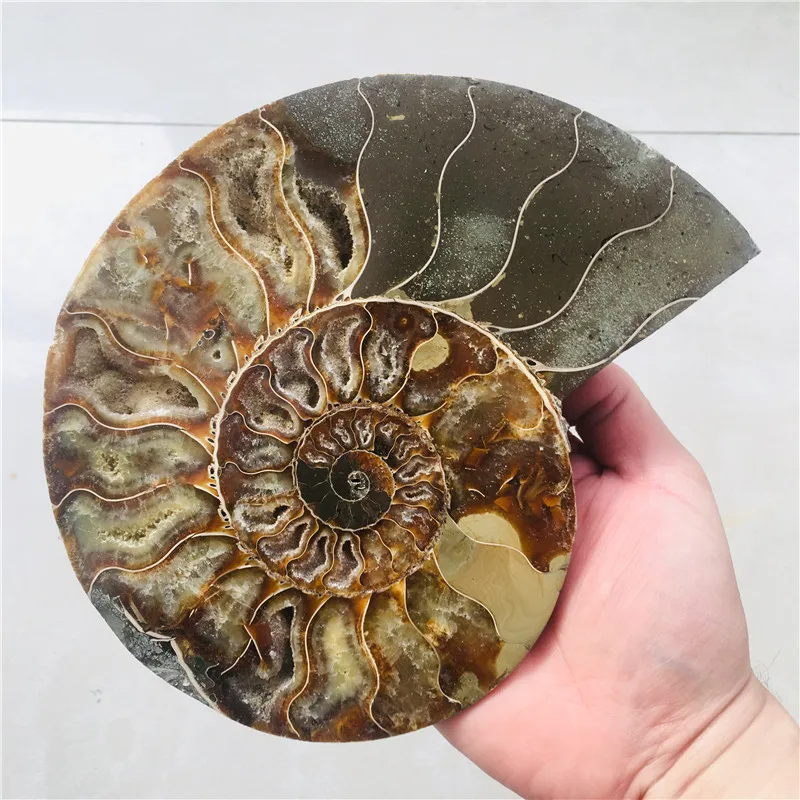 AAA + 600 г натуральный аммонит PRETTY NAUTILUS MADAGASCAR FOSSIL с лечебным действием образцы