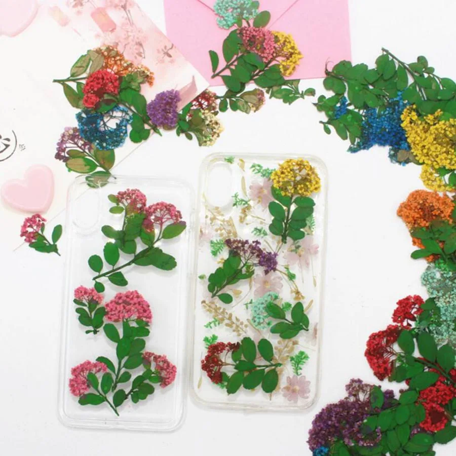 

60pcs Pressed Dried Dyed Plum Blossom Flower Plants Herbarium For Jewelry Postcard Invitation Card Phone Case Bookmark Making